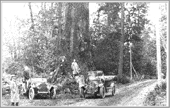 Cathedral Grove